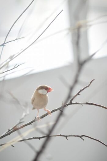 文鳥のペットフォト